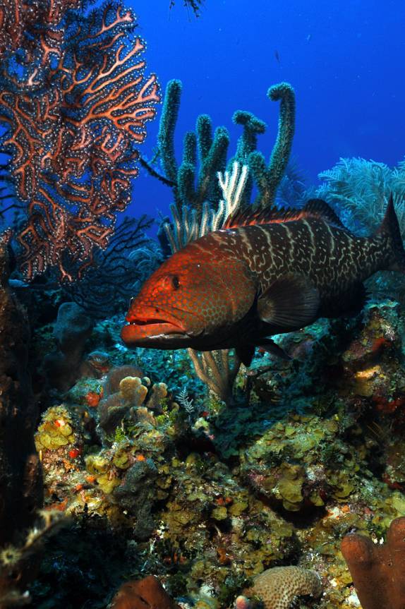 Garoupa Tigre - Foto tirada por David Volkert